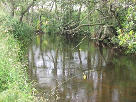 2004 Duck Race