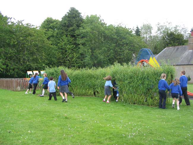 willow tunnel